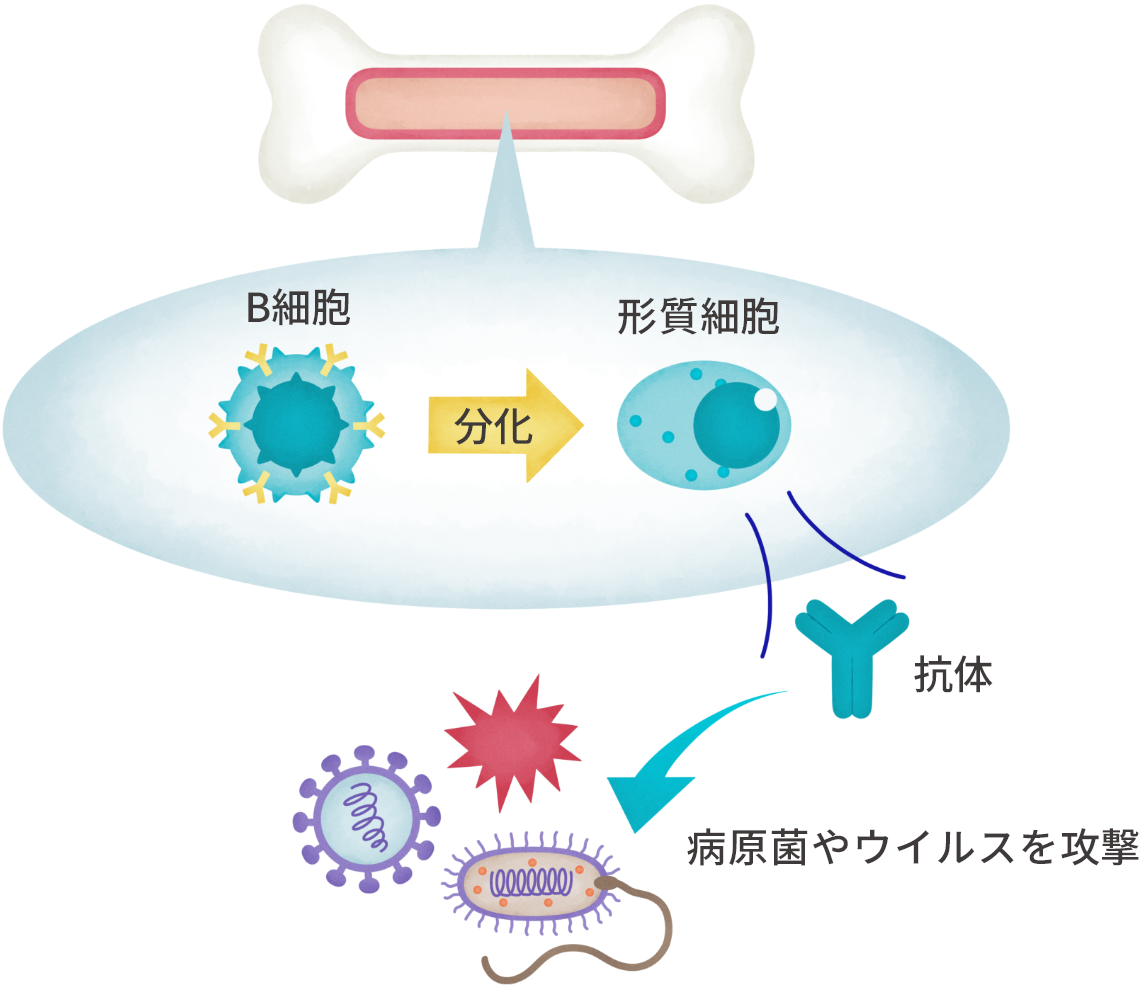 「正常な骨髄」の説明